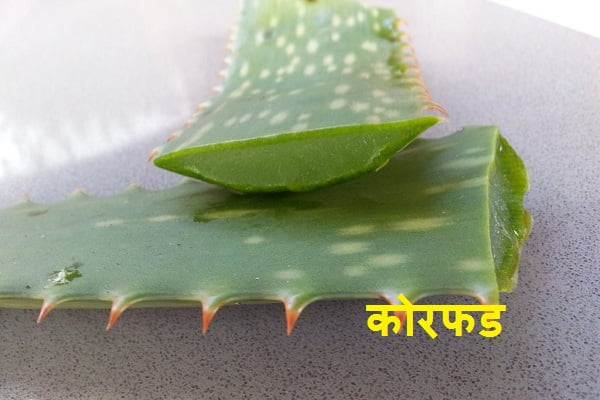 Benefits of Aloe vera in Marathi