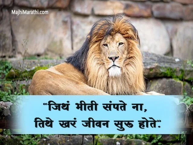 Lion Quotations