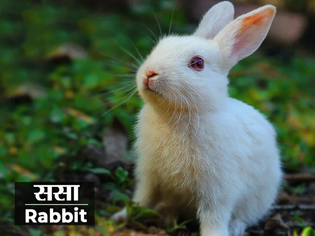 Rabbit Information in Marathi