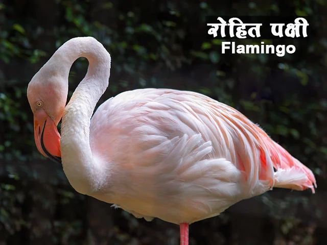 फ्लेमिंगो पक्ष्यांची माहिती मराठी