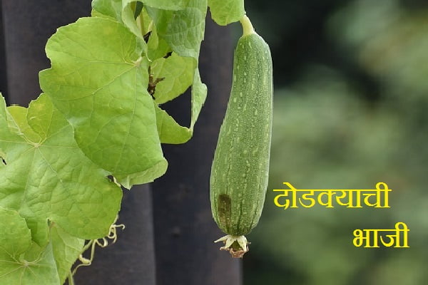 Indian Veg Recipes
