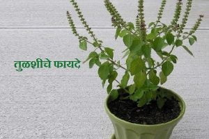 Tulsi Information