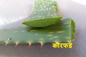 Benefits of Aloe vera in Marathi