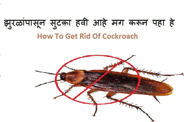 How To Get Rid Of Cockroach