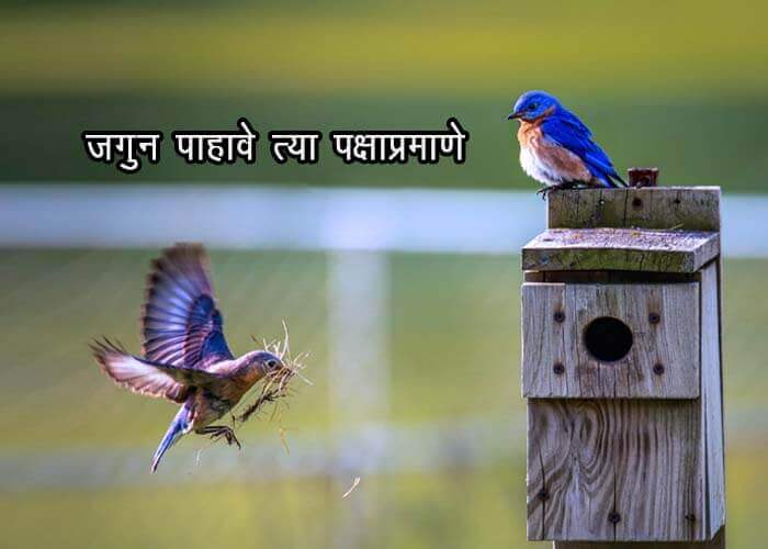 Poem on Birds in Marathi