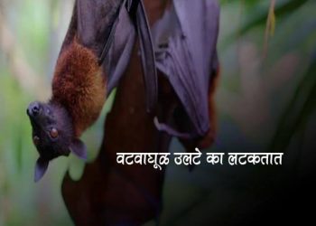 Bats Information