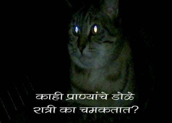 Why Animals Eyes Shine at Night