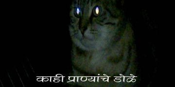 Why Animals Eyes Shine at Night