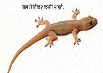 पाल भिंतीवरून न पडता कशी चालते?