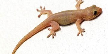 पाल भिंतीवरून न पडता कशी चालते?