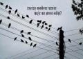Why Don't Birds Get Electrocuted on Electric Wires