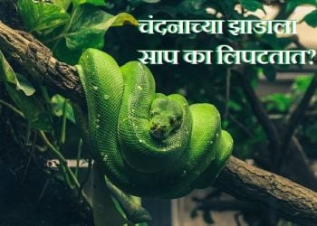 Why Snakes live on Sandalwood(chandan) Tree