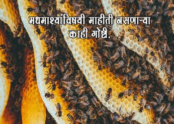 Honey Bee Information in Marathi