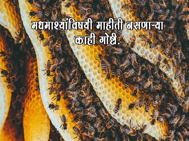 Honey Bee Information in Marathi