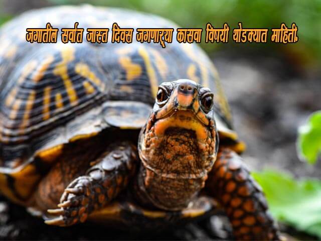 Kasav Information in Marathi