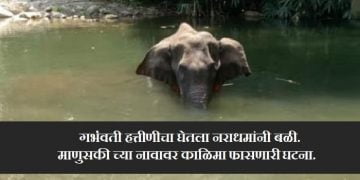 Kerala elephant news Marathi