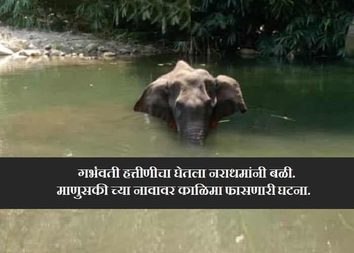 Kerala elephant news Marathi