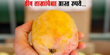 Most Expensive Mango