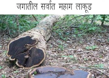 Most Expensive Wood In the World