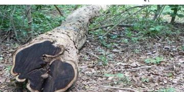 Most Expensive Wood In the World