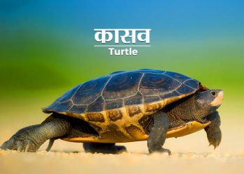 Tortoise Information in Marathi