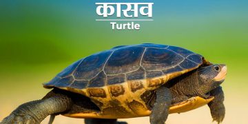 Tortoise Information in Marathi
