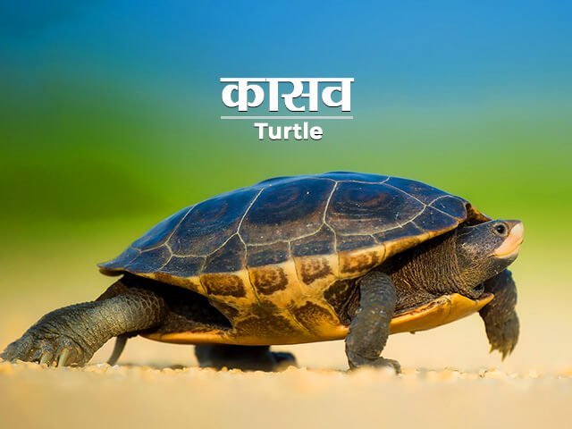 Tortoise Information in Marathi