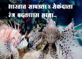 Scorpion Fish Information