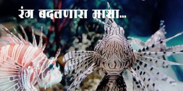 Scorpion Fish Information