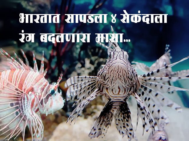 Scorpion Fish Information