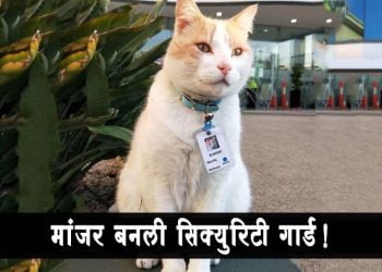 मांजरCat Got a Security Guard Job in Hospital बनली सिक्युरिटी गार्ड! फुल पगारी अन फुल अधिकारी - Cat Got a Security Guard Job in Hospital