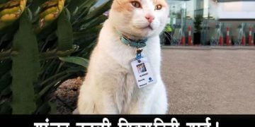 मांजरCat Got a Security Guard Job in Hospital बनली सिक्युरिटी गार्ड! फुल पगारी अन फुल अधिकारी - Cat Got a Security Guard Job in Hospital