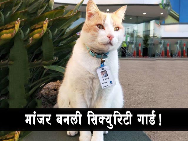 मांजरCat Got a Security Guard Job in Hospital बनली सिक्युरिटी गार्ड! फुल पगारी अन फुल अधिकारी - Cat Got a Security Guard Job in Hospital