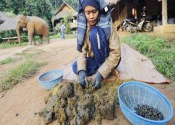 Most Expensive Coffee in the World