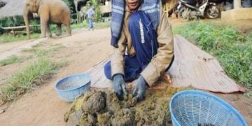 Most Expensive Coffee in the World