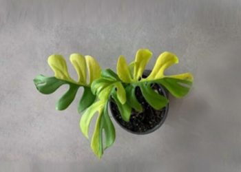 Expensive House Plants