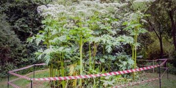 Giant Hogweed Most Poisonous Plant in the World