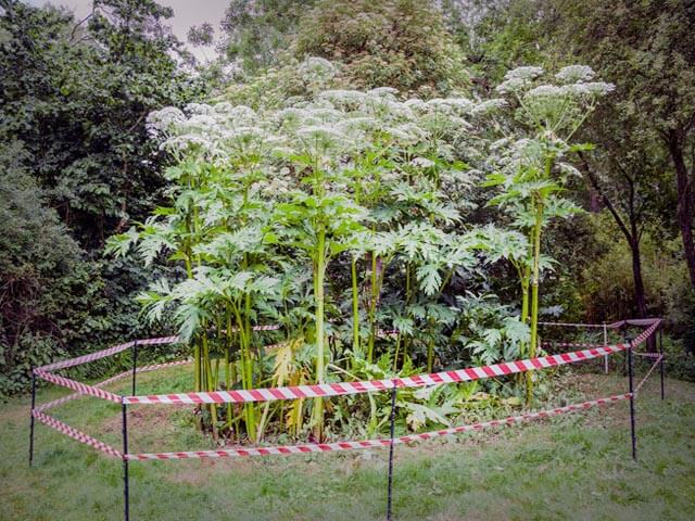 Giant Hogweed Most Poisonous Plant in the World