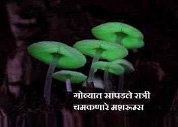 Bioluminescent Mushrooms
