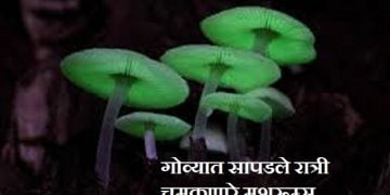 Bioluminescent Mushrooms