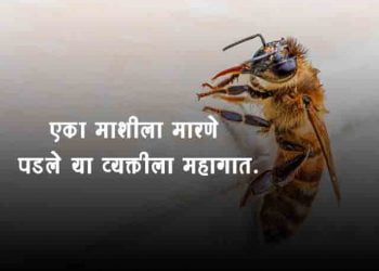 Man Blows up House While Chasing Fly