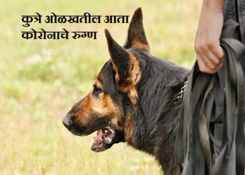 Sniffer Dogs are Detecting Coronavirus in German