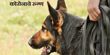 Sniffer Dogs are Detecting Coronavirus in German