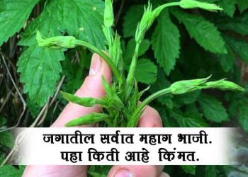 expensive vegetable in the world