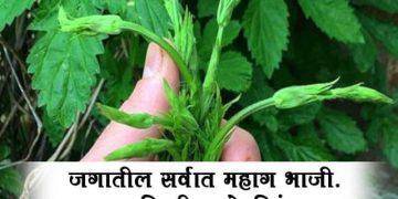 expensive vegetable in the world