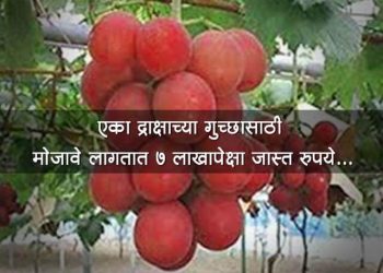 "Ruby Roman Grapes" Most Expensive Grapes