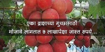 "Ruby Roman Grapes" Most Expensive Grapes