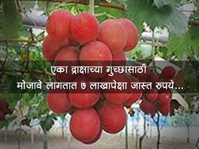 Most Expensive Grapes