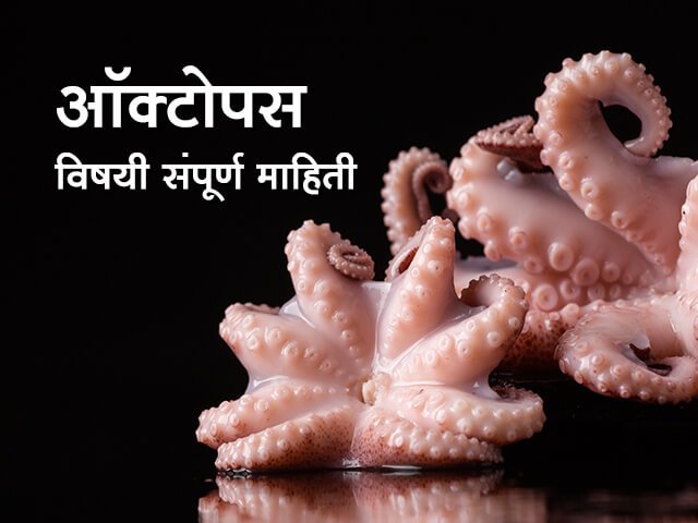 Octopus Information in Marathi