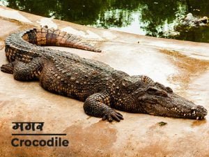 Crocodile Information in Marathi